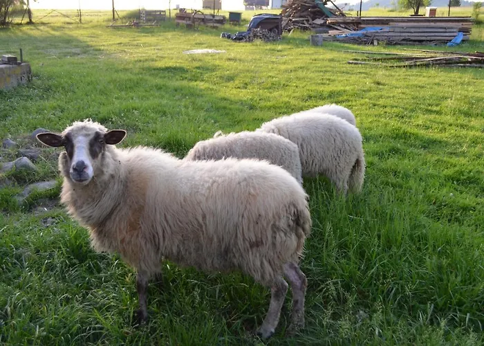 Kolorowy Kasina Wielka